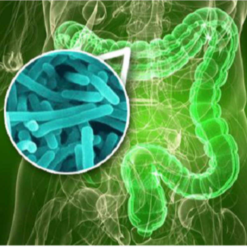 Université de Yangzhou: NMN améliore le déséquilibre de la flore intestinale causée par le sommeil